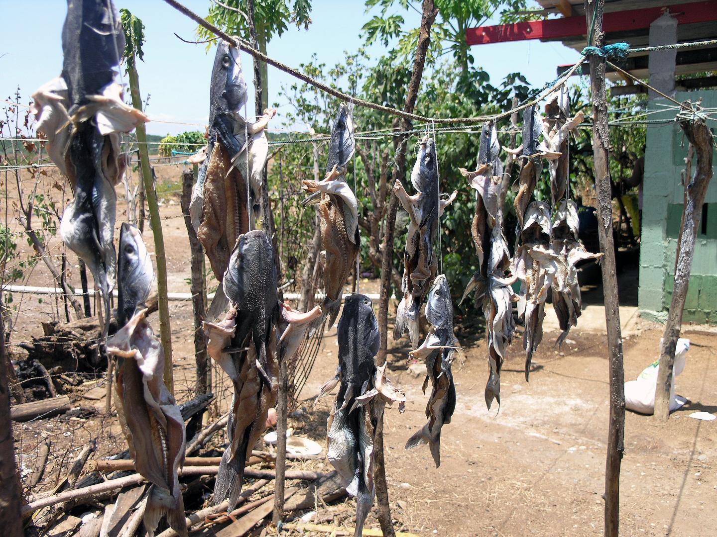 Traditional Fisherfolk Help Uncover Ancient Fish Preservation Methods