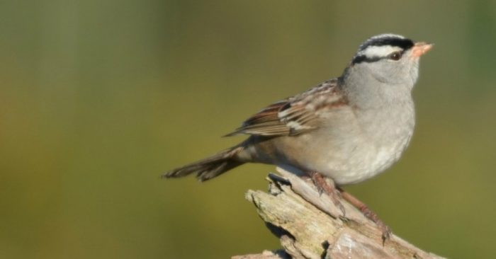 Not Just the Bees, First-of-Its-Kind Study Shows Neonics May Be Killing Birds Too