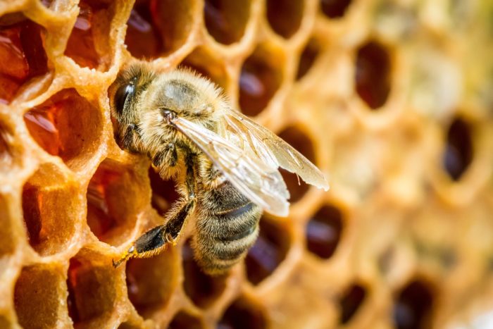 The Bee Has Been Declared “The Most Important Living Being on the Planet”
