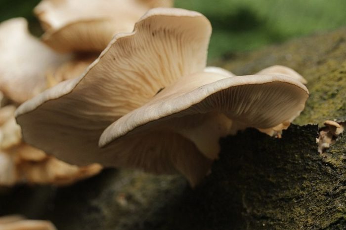Mushrooms Used for Bioremediation To Clean Pesticides From Oregon Waterways