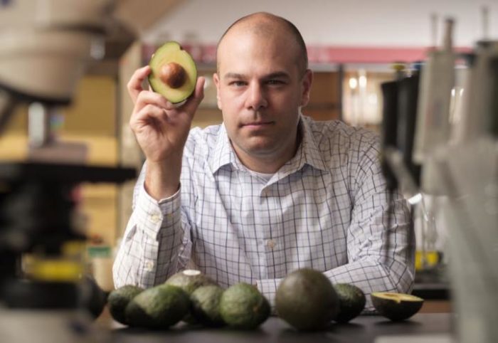 Avocados May Help Manage Obesity and Prevent Diabetes