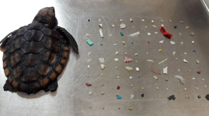 Dead Baby Turtle Found With 104 Pieces of Plastic in Its Belly