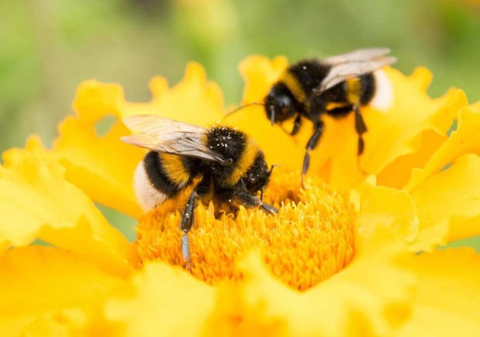 EU To Ban Bayer’s Pesticide Linked To Harming Bees