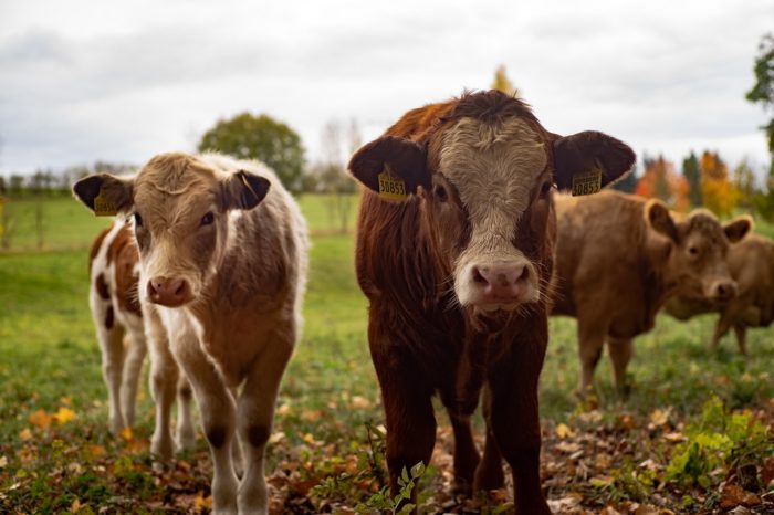 Antibiotic Resistance in Food Animals Nearly Tripled Since 2000