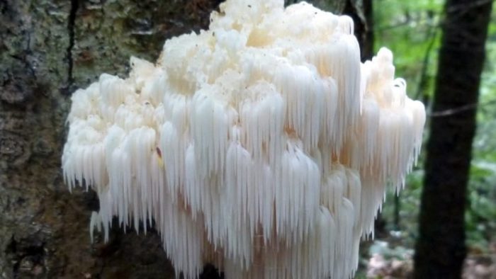 Lion’s Mane Mushroom Proven to Reduce Anxiety and Depression
