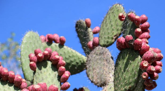 Mexican Inventors Create Eco-Friendly Leather Alternative Based on Nopal Cactus