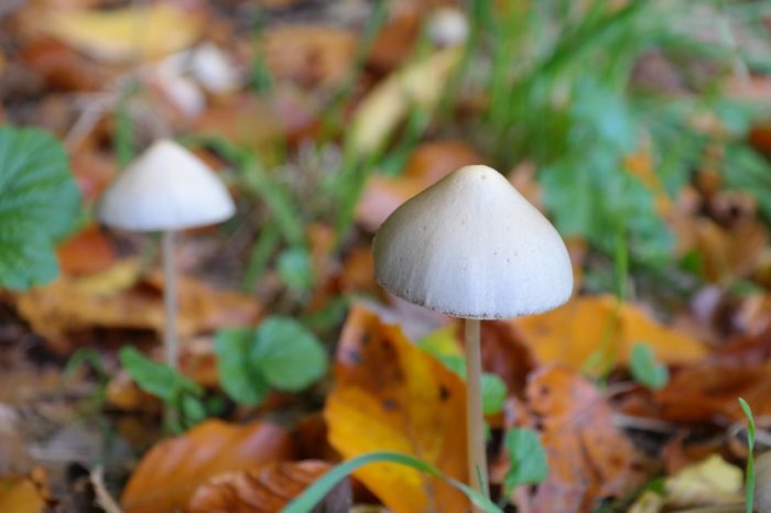 Mindfulness Meditation Enhances Positive Effects of Psilocybin