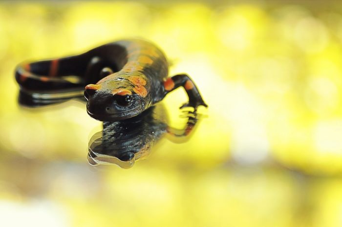 Duke University: Humans Have Salamander-like Ability to Regrow Cartilage in Joints