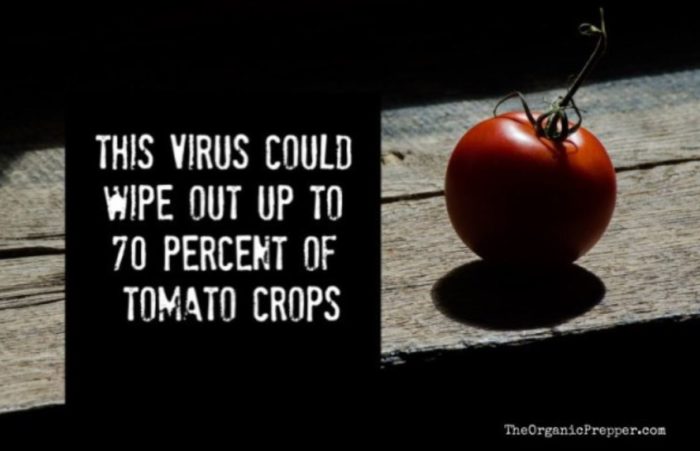 This Virus Could Wipe Out Up to 70% of US Tomato Crops