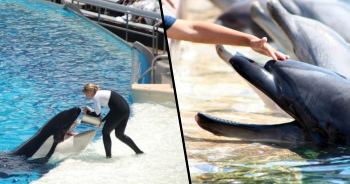 TripAdvisor Cuts Ties With Attractions That Breed Whales & Dolphins In Captivity