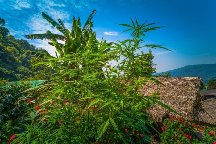 Thailand Citizens Will Soon Be Able To Grow Marijuana At Home And Sell It To The Government