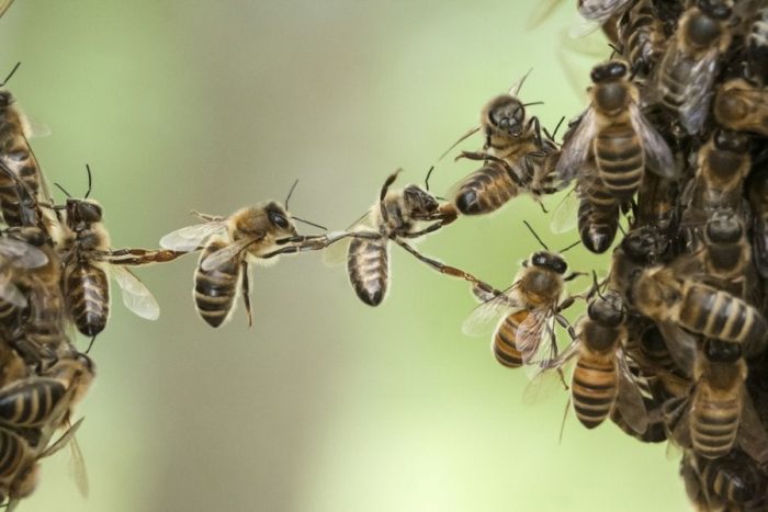 A Mushroom Is Saving Millions Of Bees From A Deadly Virus