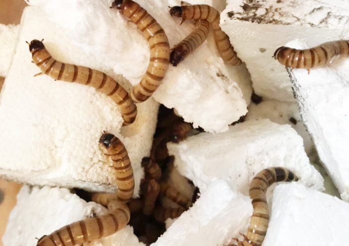 Styrofoam-Eating Larvae Project Wins National High School Sustainability Contest