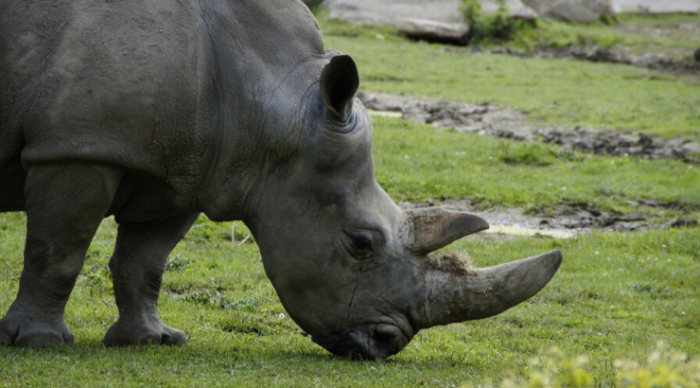 Scientists Create Fake Rhino Horn to Ruin Black Market and Save Species