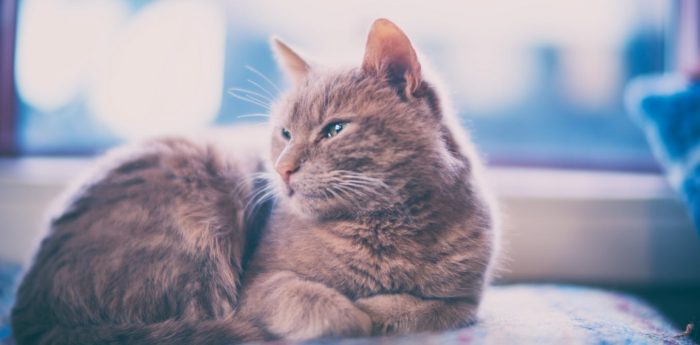 Keeping Cats Indoors: How to Ensure Your Pet is Happy, According to Science