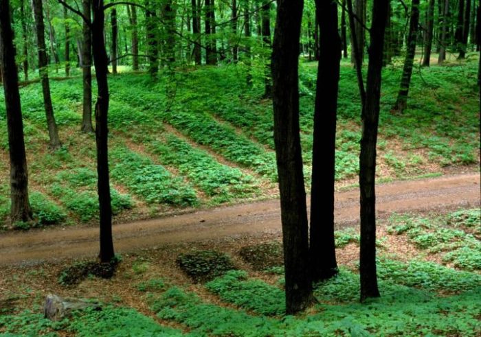 Forest Farms Could Create Market for Ginseng and Other Herbs