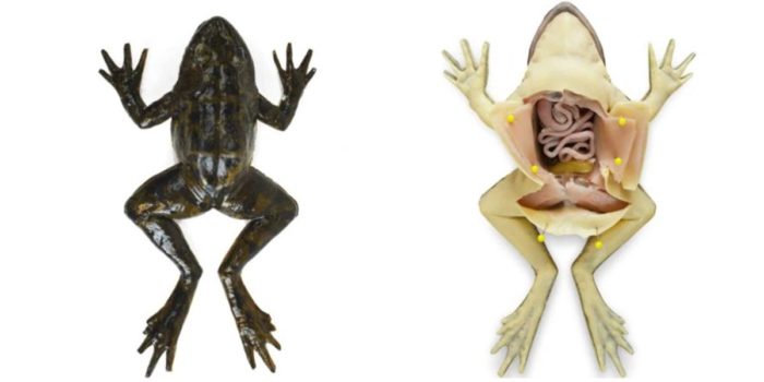 School Becomes First In World To Use Synthetic Frogs For Dissections