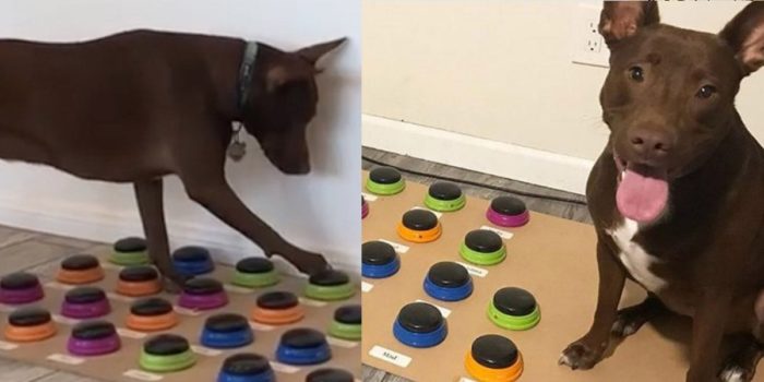 This Dog Can Say 29 Words After Learning To Talk Using A Custom Sound Board