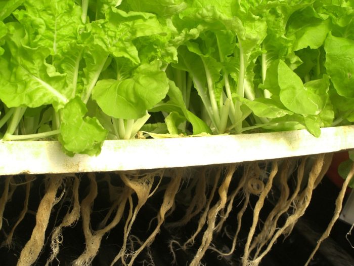 Hydroponics: The Good, The Bad, & The Necessary Equipment