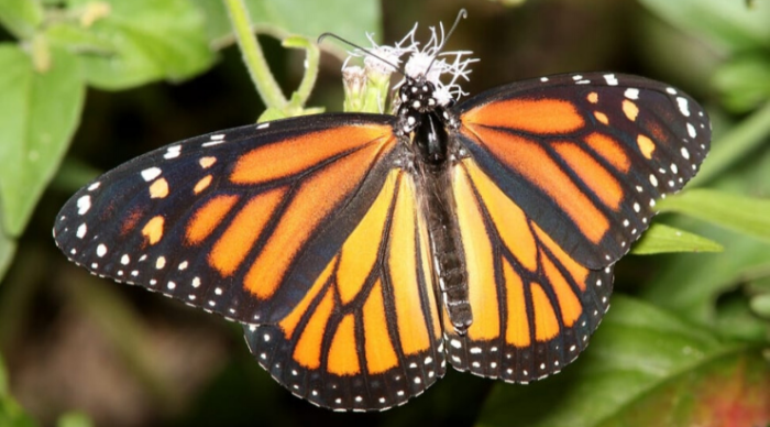 Great News! This Year’s Monarch Butterfly Migration Shows a Rebounding Population
