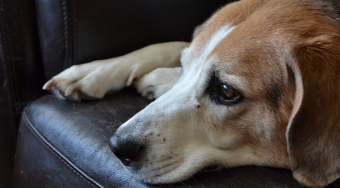 Study Shows That Yelling at Your Dog Can Lead to Long-Term Trauma, Stress