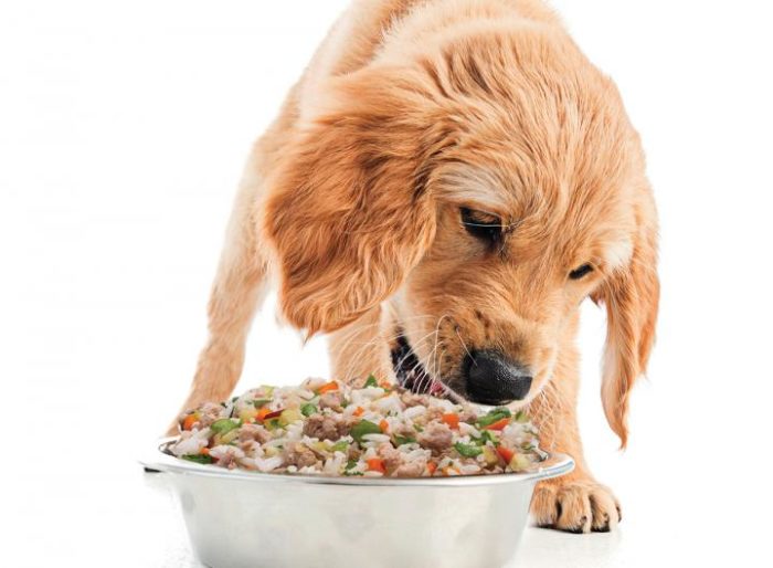 First Study on Human-grade Dog Food Says Whole, Fresh Food is Highly Digestible