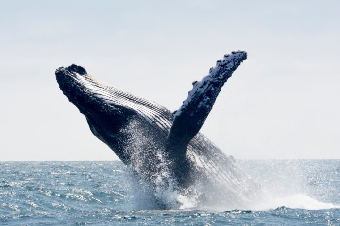 Humpback Whale Bounces Back From Extinction — From 450 To Over 25,000