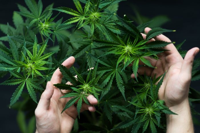 Illinois Prepares To Sell Recreational Marijuana In Just 1 Month
