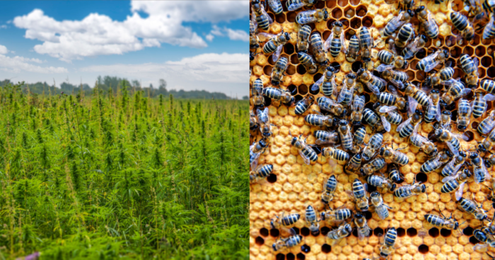 Study Suggests That Planting More Hemp Could Help Maintain Bee Populations