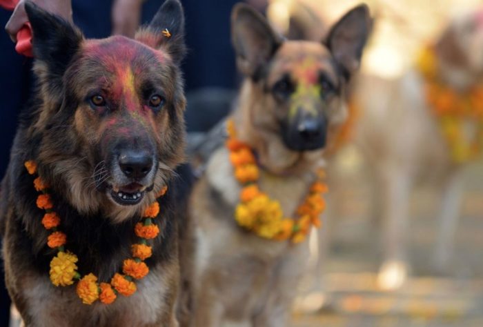 Nepal Has A Yearly Festival to Celebrate The Role Dogs Have In Human Life
