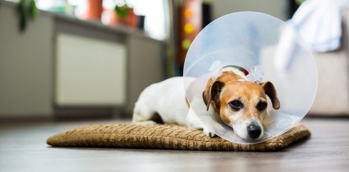 Your Personality Determines How You Experience Pain – And It’s The Same With Your Pet