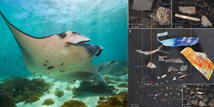Study Estimates Sharks And Manta Rays Consuming Up To 137 Plastic Pieces Per Hour
