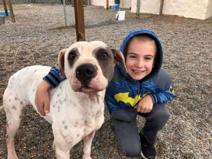 Dog Whispering Boy Won An ASPCA Award After Rescuing More Than 1,300 Dogs From High-Kill Shelters