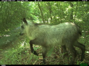 Study Shows Animal Life Thriving Around Fukushima  Figure1D-549x412-300x225