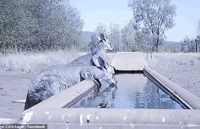 Farmer Sets Up Trough For Animals To Drink From While The Australian Bushfires Rage On