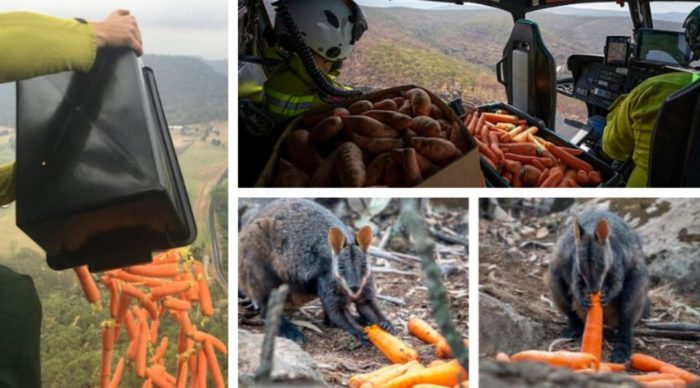 Australia is Dropping Vegetables From Choppers to Feed Wildlife Starved by Fires