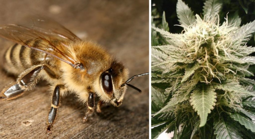 Bees Absolutely Love Cannabis and It Could Help Restore Their Populations Health Before It's