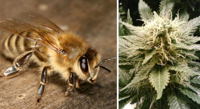 Bees Absolutely Love Cannabis and It Could Help Restore Their Populations
