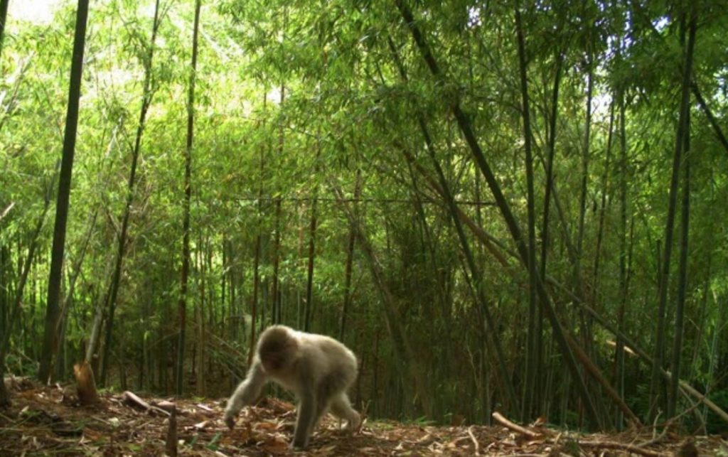 Study Shows Animal Life Thriving Around Fukushima  Fukushima-monkey-1024x643