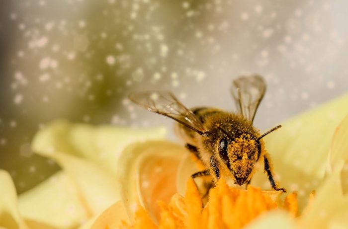 Honeybee Lives Shortened After Exposure to Two Widely Used Pesticides