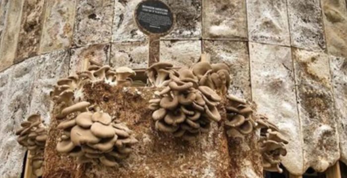 This Building Is Made From Mushrooms And It Purifies The Air