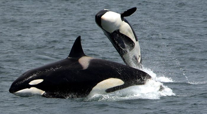 Killer Whale Washes Up On UK Shore With A Belly Full Of Plastic