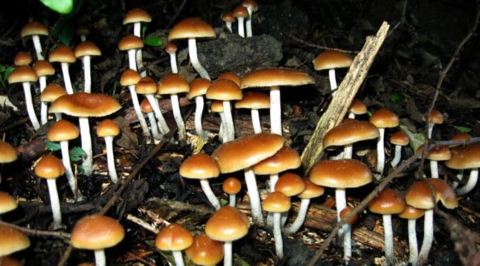 Yet Another Study Shows Psilocybin Significantly Helps With Anxiety and Depression