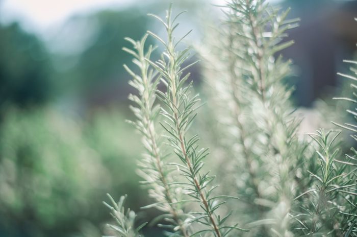 Health Benefits of Rosemary & How To Grow Rosemary in Winter