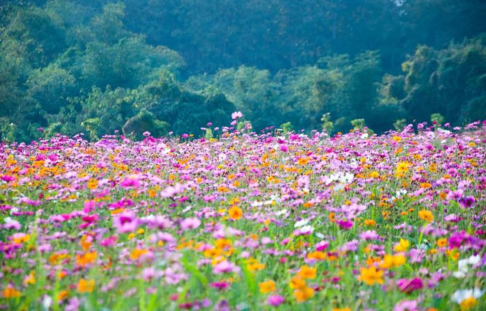 Pesticide Use Could Be Slashed By Planting Wildflowers Across Farm Fields: Study