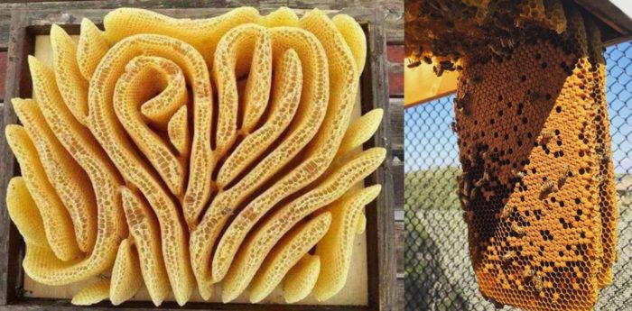 Bees Build Hive For Perfect Temperature And Ventilation When Beekeeper Forgets Frames
