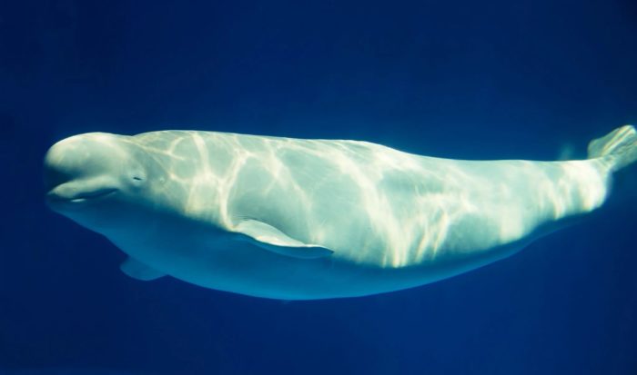 Lawsuit Will Target Oil Companies For Wiping Out Belugas In Alaska