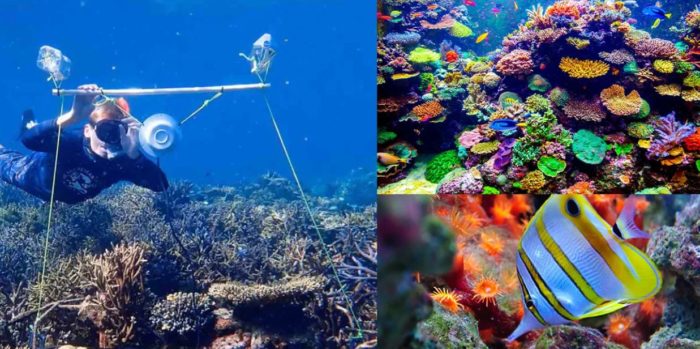 Study Shows Underwater Speakers Help Revive Dying Coral Reefs