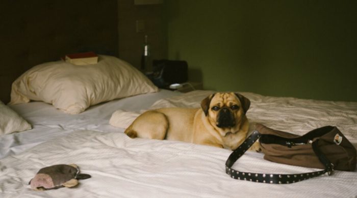 This Hotel Lets Guests Foster Dogs During Their Stay, and Over 60 of Them Have Been Adopted