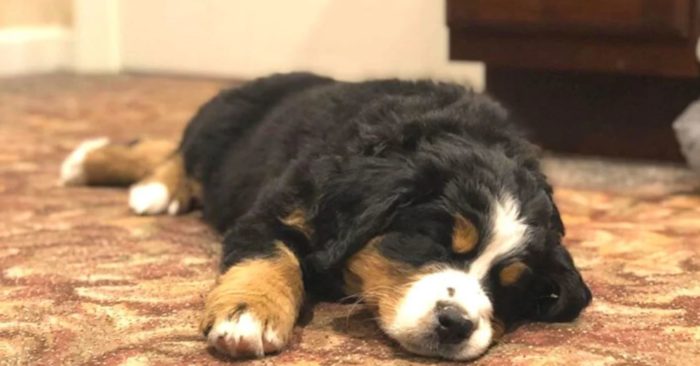 This Funeral Home Adopted A Bernese Mountain Dog To Comfort Grieving Families
